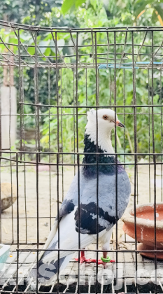 রানিং রাজগোল্লা বিক্রি করা হবে